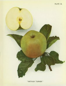 英格兰的苹果：阿瑟-特纳（彩色照片） 作者 英国摄影师