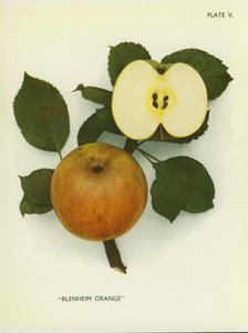 英格兰的苹果布兰尼姆橙（彩色照片） 作者 英国摄影师