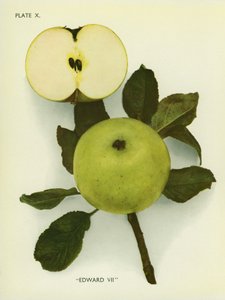 英格兰的苹果：爱德华七世（彩色照片） 作者 英国摄影师