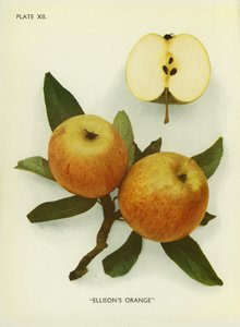 英格兰的苹果埃里森的橙子（彩色照片） 作者 英国摄影师