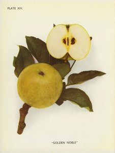 英格兰苹果：金贵族（彩色照片） 作者 英国摄影师