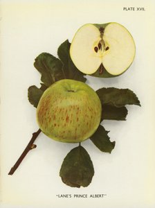 英格兰的苹果莱恩的阿尔伯特王子（彩色照片） 作者 英国摄影师