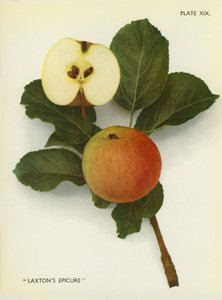 英格兰的苹果拉克斯顿的史诗（彩色照片） 作者 英国摄影师