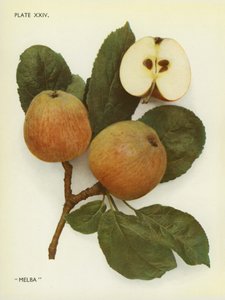 英格兰的苹果：梅尔巴（彩色照片） 作者 英国摄影师