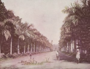 棕榈大道，植物园，加尔各答（彩色照片） 作者 英国摄影师