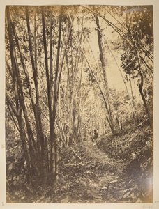Teesta 河畔的竹林，大吉岭的景色，1870 年代 作者 英国摄影师