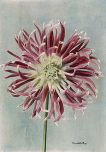 仙人掌大丽花，兰德尔夫人（彩色照片） 作者 英国摄影师