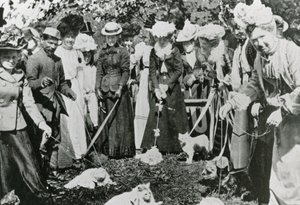1900年在威斯敏斯特皇家植物园举办的猫展 作者 英国摄影师