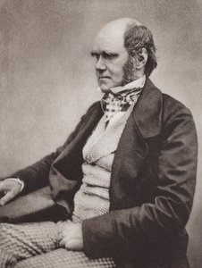 查尔斯-达尔文，肖像，约 1854 年，取自 Maull  Fox 拍摄的照片（黑白照片） 作者 英国摄影师