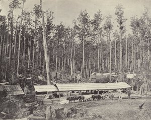 Childers Sawmill，Gippsland 作者 英国摄影师