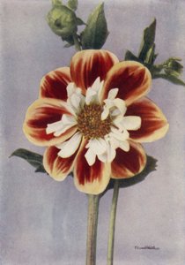 科勒莱特大丽花，加利亚（彩色照片） 作者 英国摄影师