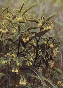 紫草（照片） 作者 英国摄影师