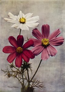 波斯菊（彩色照片） 作者 英国摄影师