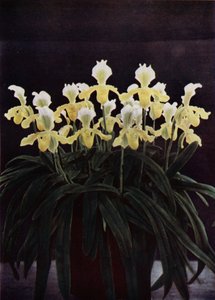 蓝花楹（彩色照片） 作者 英国摄影师
