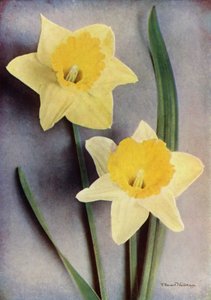 水仙花（彩色照片） 作者 English Photographer