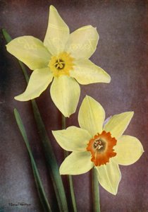 水仙花（彩色照片） 作者 英国摄影师