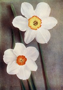 水仙花（彩色照片） 作者 英国摄影师