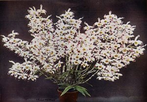 铁皮石斛（彩色照片） 作者 英国摄影师