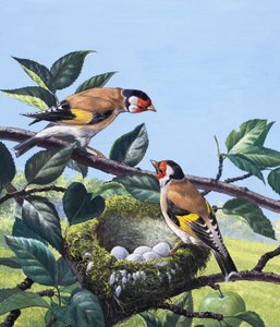 金翅雀，1969年 作者 英国摄影师