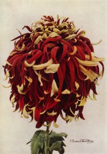 H C Till（彩色照片） 作者 英国摄影师