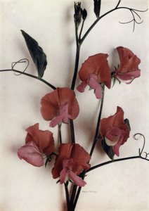 海伦-刘易斯（彩色照片） 作者 英国摄影师