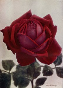 休-迪克森（HP）（彩色照片） 作者 英国摄影师