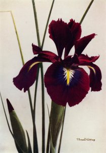 I Xiphioides 或 Anglica，典型的花园植物（彩色照片） 作者 英国摄影师