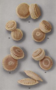 杏仁糖小册子的插图（彩色照片 作者 英国摄影师