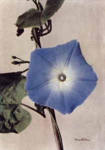 红苕（彩色照片） 作者 英国摄影师