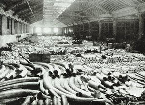 伦敦码头：象牙仓库，1895年 作者 英国摄影师