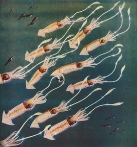 日本海的发光鱿鱼或墨鱼（彩色照片） 作者 英国摄影师