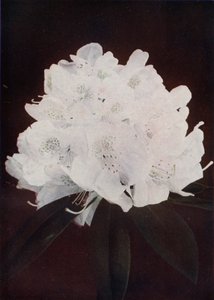 卡瓦略夫人（彩色照片） 作者 English Photographer