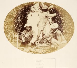 Mallees（园丁），印度教徒，马德拉斯，来自印度人民，由J. Forbes Watson出版，1868年出版（蛋白印刷品） 作者 英国摄影师