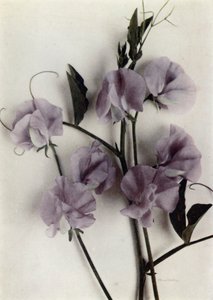 杰作（彩色照片） 作者 English Photographer