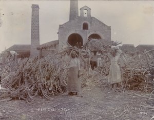 纽卡斯尔种植园，1880年 作者 英国摄影师
