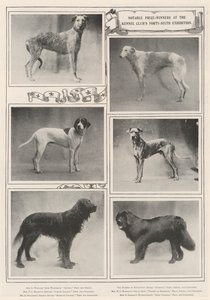 Kennel Clubs第四十六届展览会的着名获奖者