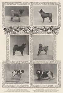 Kennel Clubs第四十六届展览会的着名获奖者