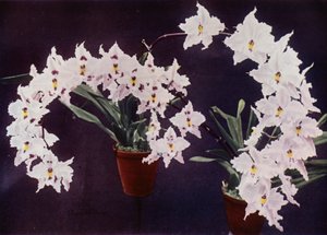 Odontoglossum Crispum（彩色照片） 作者 英国摄影师