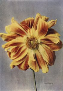 牡丹花大丽花，艺伎（彩色照片） 作者 英国摄影师