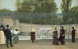 人们参观伦敦动物园的北极熊围栏（图）。 作者 英国摄影师