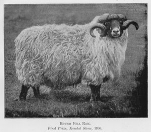 Rough Fell Ram，一等奖，Kendal Show 作者 英国摄影师