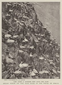 Solan Geese在福斯湾的低音岩石上 作者 英国摄影师