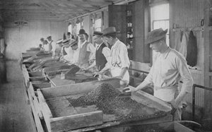 South Africa: Searching Tables, De Beers Diamond Mines, Kimberley (b/w photo) 作者 英国摄影师