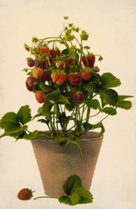盆栽草莓（彩色照片） 作者 英国摄影师