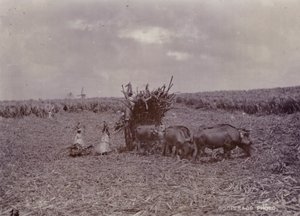 糖种植园，巴巴多斯，1880年 作者 英国摄影师