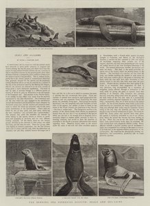 贝林海洋渔业争端，海豹和海狮