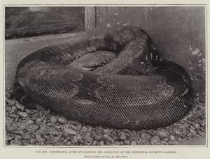 Boa Constrictor在Zoological Societys Gardens吞下他的同伴后 作者 英国摄影师