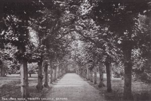 The Lime Walk，三一学院，牛津 作者 英国摄影师