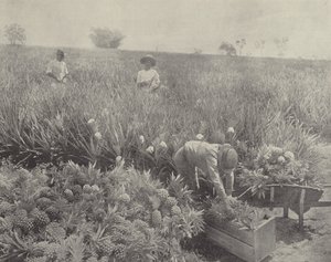 松苹果 作者 英国摄影师