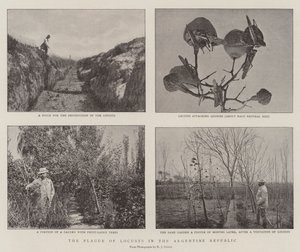 阿根廷共和国的蝗虫瘟疫 作者 English Photographer